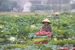 Hệ thống cơ sở dữ liệu giúp Hợp tác xã Nông nghiệp Sen quê Bác tại xã Kim Liên, tỉnh Nghệ An kiểm soát chất lượng hiệu quả hơn. (Ảnh: KIM TIẾN)