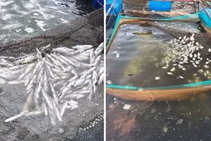 Người nuôi cá lồng bè dọc sông Hiếu, sông Thạch Hãn bị thiệt hại nặng.