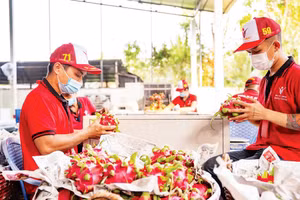 Kiểm tra thanh long trước khi xuất khẩu tại Công ty Vina T&T Group (Ảnh: MINH ANH)