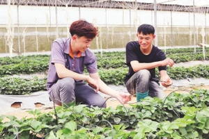 Thành viên Hợp tác xã thanh niên Mộc Châu, tỉnh Sơn La kiểm tra hệ thống tưới nhỏ giọt tại vườn dâu tây.