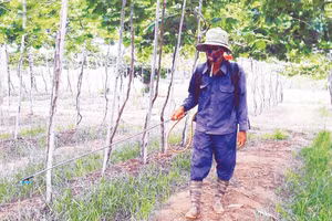 Thuốc diệt cỏ nếu không được quản lý, sử dụng đúng quy định sẽ gây ô nhiễm môi trường.