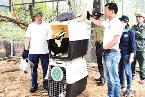 Ban Quản lý Vườn quốc gia Phong Nha-Kẻ Bàng tái thả chim hồng hoàng - loài chim quý hiếm, trở lại môi trường tự nhiên sau khi cứu hộ.