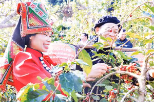 Hợp tác xã Cà-phê Bích Thao, tỉnh Sơn La lựa chọn sản xuất cà-phê hữu cơ, bền vững, gắn với xu hướng chuyển đổi xanh của nông nghiệp hiện đại.