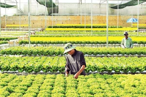 Sản xuất rau thủy canh tại trang trại Đức Tín, thành phố Đà Lạt, tỉnh Lâm Đồng. (Ảnh: MAI VĂN BẢO)