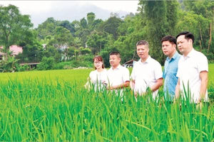 Cán bộ Sở Khoa học và Công nghệ Thái Nguyên khảo sát để cấp chỉ dẫn địa lý cho gạo nếp Khẩu Nua Lếch. (Ảnh: THU HIỀN)