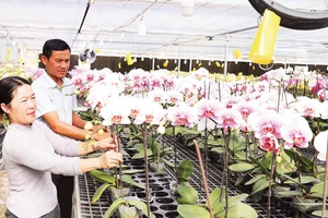 Vợ chồng anh Học, chị Hương bên những giàn hoa lan Hồ điệp phục vụ Tết Nguyên đán Bính Ngọ.