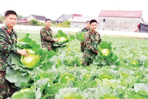 Chiến sĩ Trung đoàn 95, Sư đoàn 325, Quân đoàn 12 tăng gia sản xuất, chủ động nguồn thực phẩm tươi, sạch cho bộ đội đón Xuân.