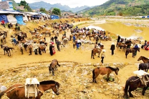 Một góc khu mua bán ngựa ở chợ phiên Bắc Hà (Lào Cai).