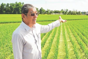 Nhà nông học-kỹ sư Hồ Quang Cua bên thửa ruộng lúa giống ST25. (Ảnh: Nguyễn Thanh Phong)