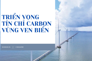 Triển vọng tín chỉ carbon vùng ven biển