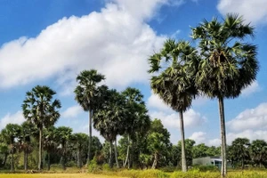 Giữ mãi màu xanh thốt nốt, nâng tầm tinh hoa quê hương 