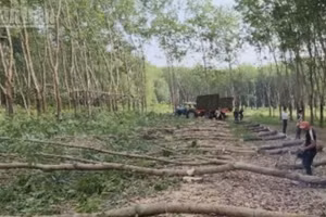 Nhân dân phường Chơn Thành (Đồng Nai) cắt cây nhường đất thực hiện dự án cao tốc.