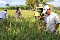 Tiến sĩ Trần Vũ Hải (ngoài cùng bên phải) đang hướng dẫn nông dân Cuba khử lúa lẫn trên ruộng giống.
