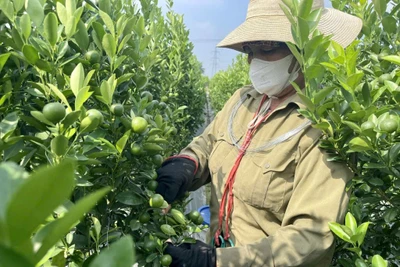 Nông dân xã Hoàn Long, tỉnh Hưng Yên trồng cam theo quy trình VietGAP.