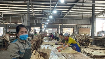 Sản xuất ván ép xuất khẩu tại Công ty cổ phần Sơn Thủy, tỉnh Hòa Bình. (Ảnh VŨ HOÀNG )