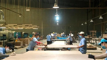 Chế biến gỗ xuất khẩu tại Công ty cổ phần gỗ Minh Dương (Bình Dương). (Ảnh VŨ HOÀNG)