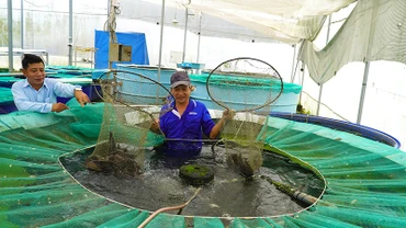 Mô hình trồng rau thủy canh kết hợp nuôi cá hữu cơ tại Công ty TNHH Nông sản Đồng Tháp AQUA. (Ảnh: HỮU NGHĨA)