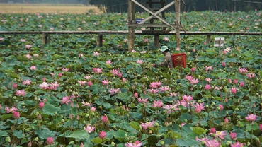 Nông dân huyện Tháp Mười thu hoạch sen.