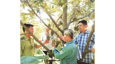 Đoàn cán bộ Ban Quản lý rừng phòng hộ Krông Pha tham quan mô hình trồng sầu riêng dưới tán cây điều tại xã Lâm Sơn, huyện Ninh Sơn (Ninh Thuận).