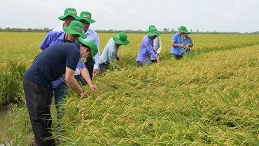 Nông dân tham quan đánh giá giống lúa ĐS1 của Vinarice trên cánh đồng liên kết bao tiêu sản phẩm 50 ha tại huyện Tam Nông, tỉnh Đồng Tháp.