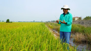 Ruộng mô hình "Sử dụng thuốc bảo vệ thực vật an toàn, hiệu quả và sử dụng thuốc bảo vệ thực vật sinh học trên lúa". (Ảnh: HỮU NGHĨA)