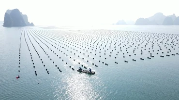Sau “Hội nghị phát triển bền vững nuôi biển - Nhìn từ Quảng Ninh”, nhiều tin vui và tín hiệu tích cực mở ra, đặc biệt đã thu hút nhiều nhà đầu tư đến với Quảng Ninh. Ảnh: Duy Học.