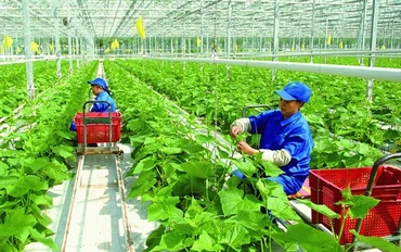 Luật Đất đai 2024 tạo điều kiện thuận lợi để người nông dân chủ động chuyển đổi vị trí canh tác, chủ động trong công tác dồn điền đổi thửa.