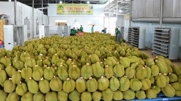 Xuất khẩu sầu riêng sang Trung Quốc. (Ảnh: TTXVN)
