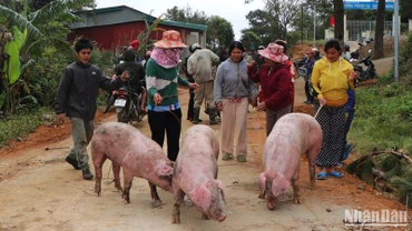 Bà con dân tộc thiểu số huyện Tu Mơ Rông vui mừng nhận lợn để ăn Tết Nguyên đán 2023.