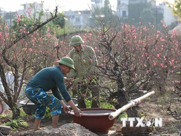 [Ảnh] Làng đào Nhật Tân tất bật vào vụ Tết Nguyên đán Quý Mão
