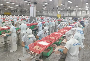 Một trong những quy trình sản xuất khép kín tại Công ty TNHH Hùng Cá, tọa lạc huyện Thanh Bình, tỉnh Đồng Tháp. (Ảnh: HỮU NGHĨA)