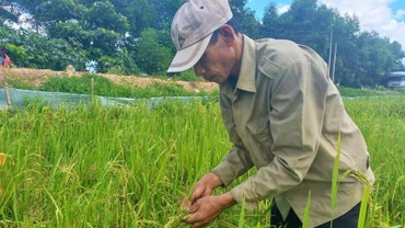 Lúa hè thu ở xã Liên Thủy, huyện Lệ Thủy bị chuột cắn phá tan hoang.
