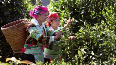 Những cây chè cổ thụ ở thôn Khau Tràng, xã Hồng Thái, huyện Na Hang, Tuyên Quang, là nguồn nguyên liệu quý để sản xuất chè Sơn Trà.