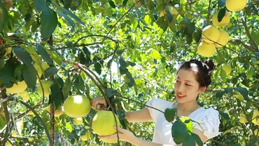 Bưởi Phúc Trạch (Hương Khê) đã được Liên minh châu Âu (EU) chính thức bảo hộ sở hữu trí tuệ. Nhiều vườn bưởi Phúc Trạch sản xuất theo tiêu chuẩn VietGAP và được công nhận đạt OCOP 3 sao. (Ảnh: baohatinh.vn) 