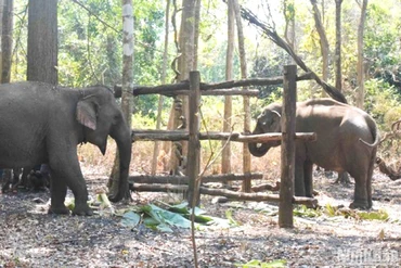 Hai cá thể voi nhà Ta Nuôn và Y Khun tham gia vào mô hình du lịch thân thiện với voi - không cưỡi voi tại Vườn quốc gia Yok Đôn, tỉnh Đắk Lắk. 