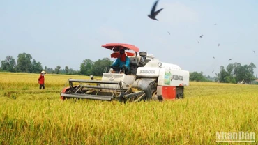 Người dân xã Hậu Mỹ Trinh, huyện Cái Bè (Tiền Giang) thu hoạch lúa hè thu 2023. (Ảnh: NGUYỄN SỰ)
