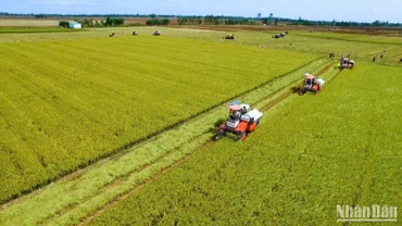 Bội thu trên cánh đồng lúa phát thải thấp tại Vĩnh Thạnh, Cần Thơ.