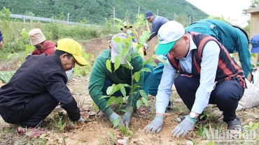 Người dân tham gia trồng cây gỗ lớn tại xã Hòa Bắc, huyện Hòa Vang, Đà Nẵng. (Ảnh: THANH TÂM)