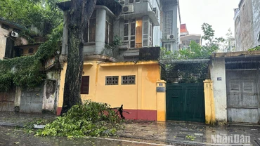 Mưa bão khiến một số cành cây gãy đổ trên nhiều tuyến phố tại thành phố Hà Nội. (Ảnh: THỦY NGUYÊN)
