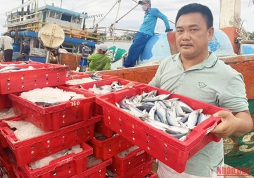 Ngư dân Phạm Tuyển và các thuyền viên tàu cá QB-91999-TS trúng đậm mẻ cá nục.