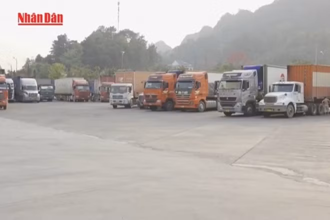 [Video] Hoạt động thông quan xuất nhập khẩu không bị ảnh hưởng bởi bão số 3
