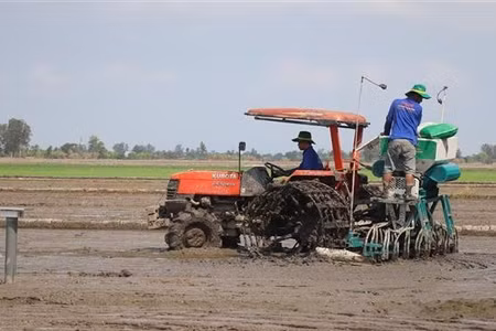 Cánh đồng 1 triệu ha lúa chất lượng cao, giảm phát thải áp dụng cơ giới hóa sạ hàng giúp giảm lượng giống gieo sạ xuống còn 60kg/ha. (Ảnh: Thu Hiền - TTXVN)