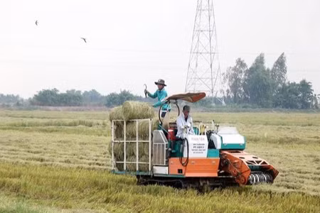 Rơm trên đồng được cuộn để tái sử dụng trong trồng nấm - mô hình kinh tế tuần hoàn giúp giảm phát thải khí nhà kính hiệu quả. (Ảnh: Thu Hiền - TTXVN)