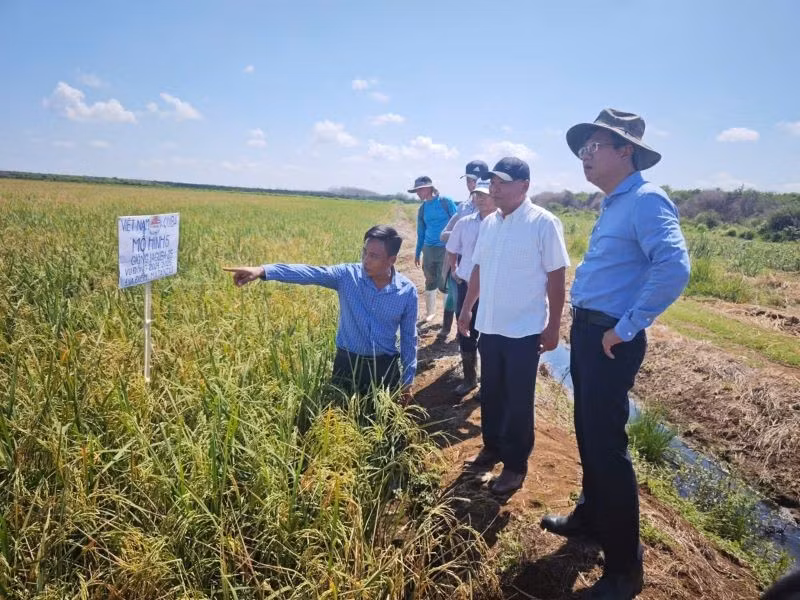 Đại sứ Lê Quang Long (ngoài cùng bên phải) thăm, tìm hiểu kết quả triển khai Dự án Hợp tác Việt Nam-Cuba phát triển sản xuất lúa gạo giai đoạn 2019-2023 (giai đoạn 5) tại Nông trường José Martí, huyện Calimete, tỉnh Matanzas. (Ảnh: Đại sứ quán Việt Nam tại Cuba)