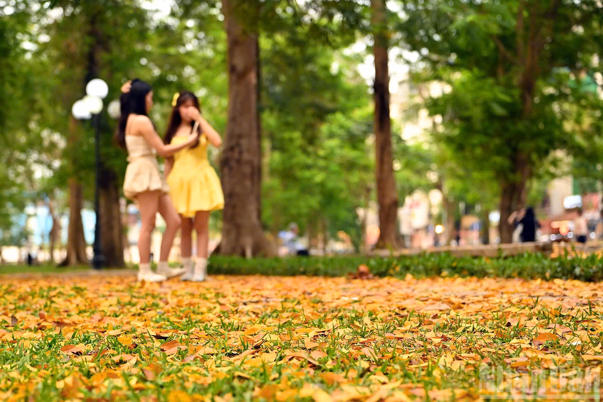Những thảm lá vàng trong công viên thu hút nhiều bạn trẻ tới lưu lại khoảnh khắc giao mùa.