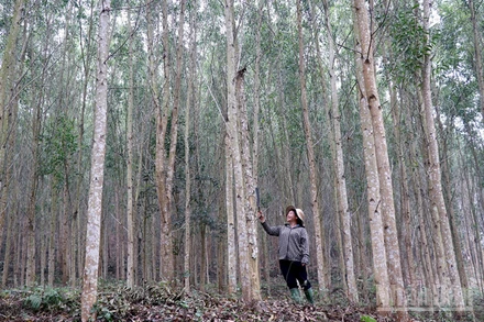 Nhiều hộ trồng rừng trên địa bàn tỉnh Tuyên Quang đã đăng ký trồng rừng gỗ lớn nhằm mang lại hiệu quả kinh tế cao. (Ảnh nhandan.vn)