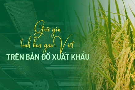 Gìn giữ tinh hoa gạo Việt trên bản đồ xuất khẩu