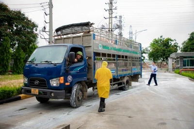 Vận chuyển lợn vào nhà máy giết mổ của công ty C.P ( KCN Phú Nghĩa, huyện Chương Mỹ, Hà Nội).
