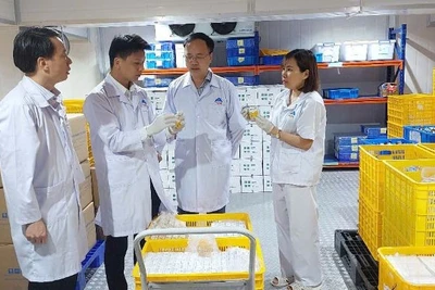 Tổng Giám đốc Nguyễn Văn Điệp kiểm tra sản phẩm vaccine AVAC ASF LIVE chuẩn bị xuất khẩu.