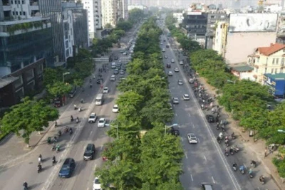 Nhiều tuyến đường Thủ đô sẽ được tổ chức cắt tỉa cây xanh, vén tán, nâng cao vòm lá hệ thống cây xanh, bảo đảm an toàn giao thông, mỹ quan đô thị.